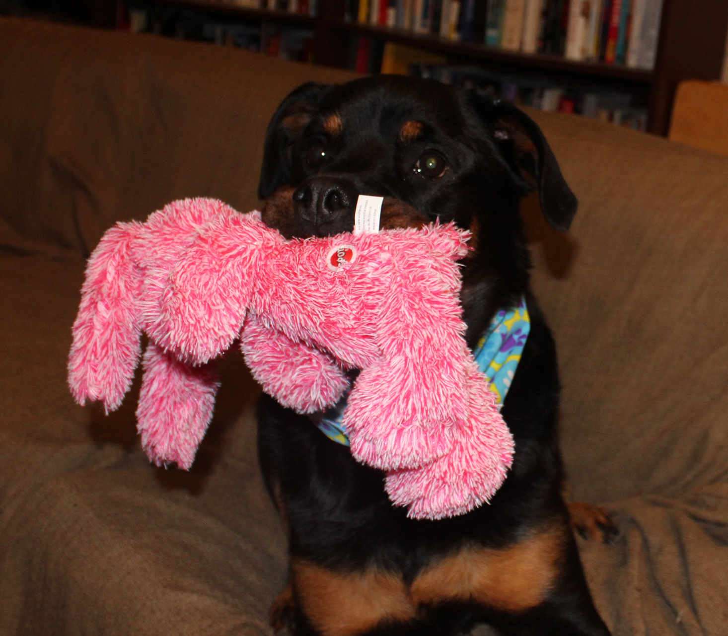 wigglebutt-box-april-2017-nyx4