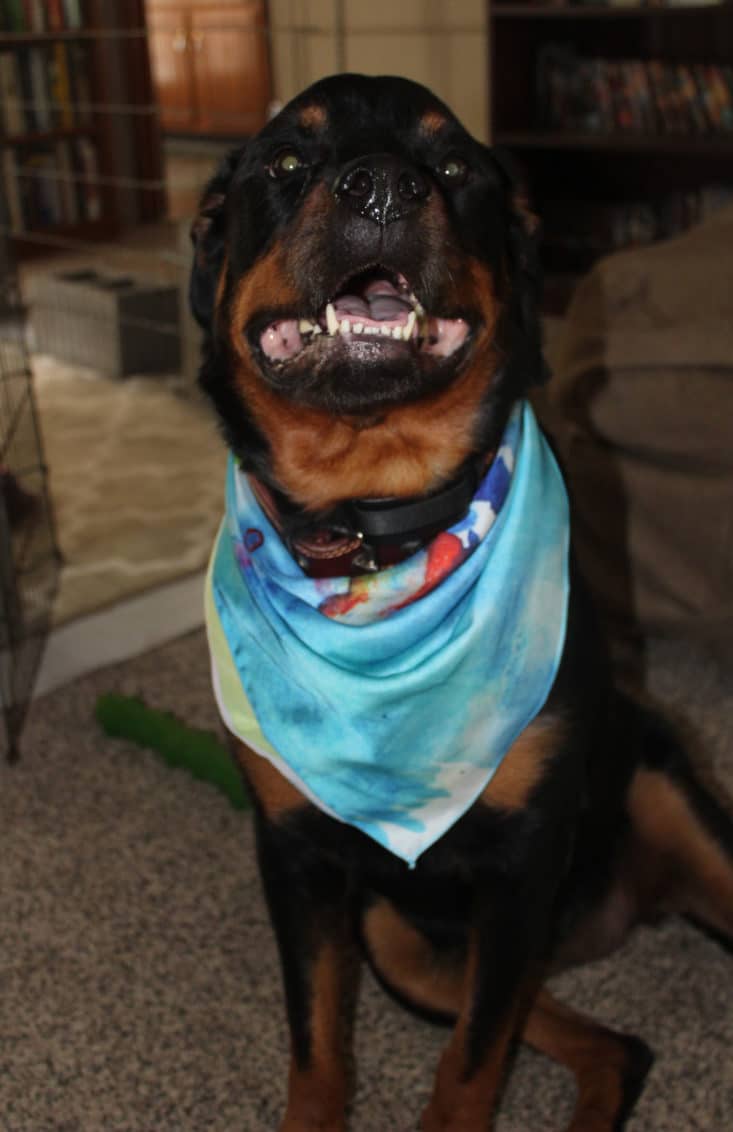 Dog's Best Trend Dog Scarf of the Month Subscription Box - May 2017