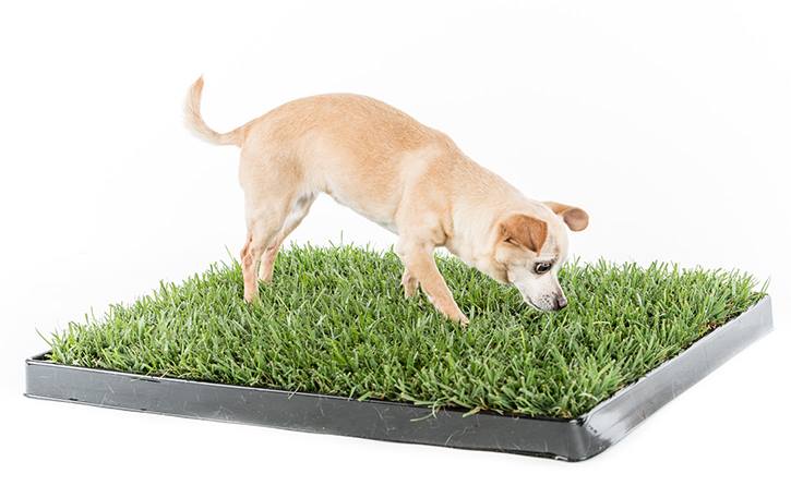 dog on a doggie lawn mat