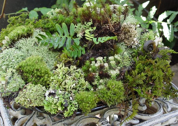 Weird and Unique Subscription Boxes Moss Box