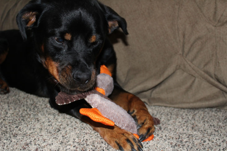 Check out the toys in the September Pet Treater subscription box for dogs!