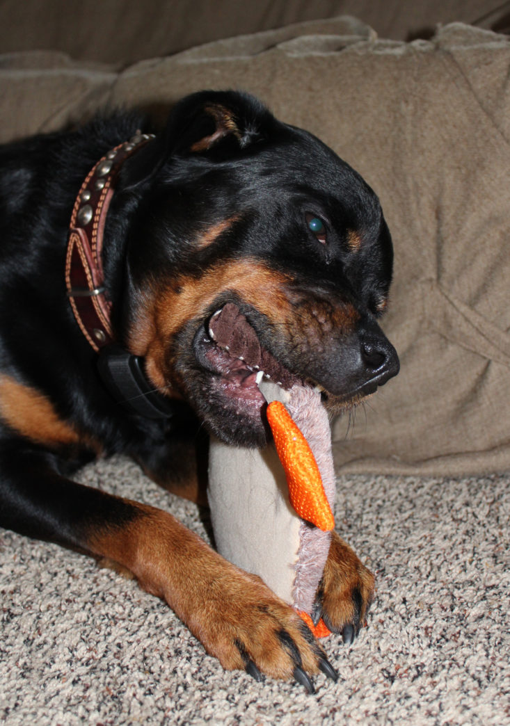 Check out the toys in the September Pet Treater subscription box for dogs!