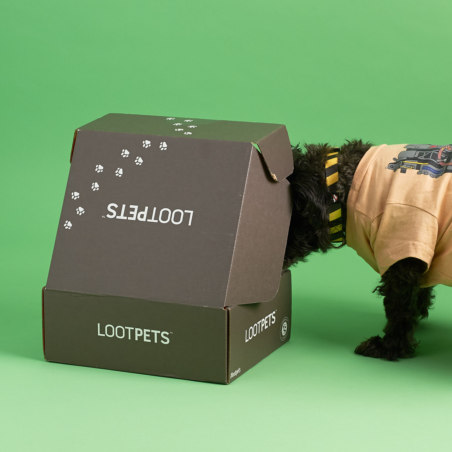 Dog loot crate hotsell