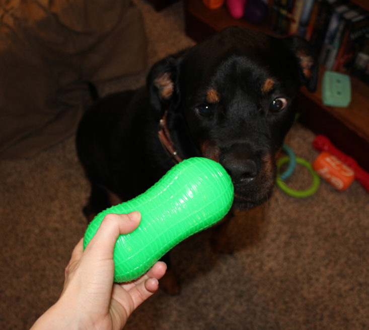 See the dog toys and treats inside this month's Pupjoy subscription box!