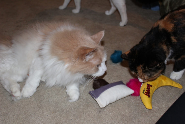 Check out the cat supplies in the latest VetPet subscription box for cats!
