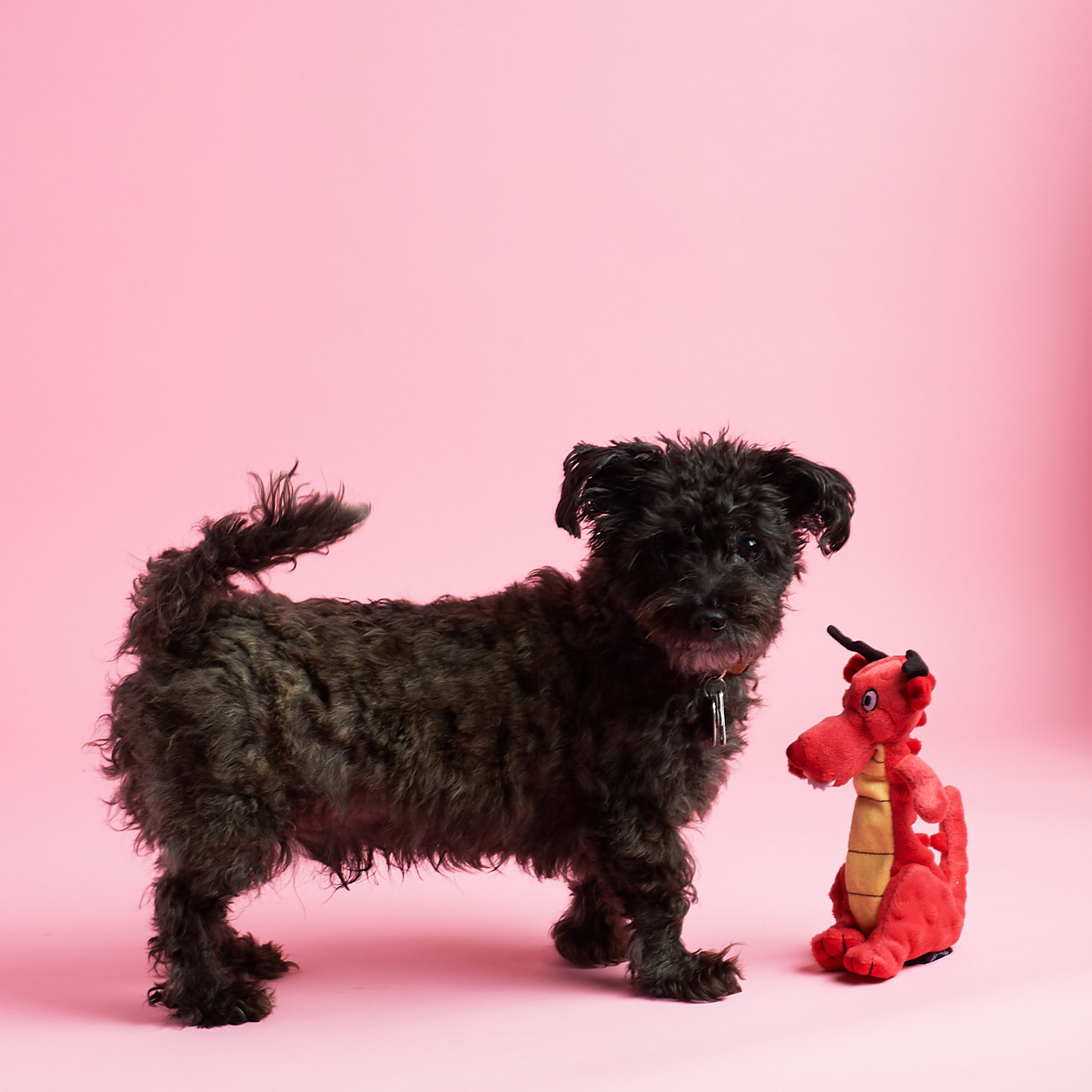 Mini Monthly Mystery Box For Dogs Subscription Review – February 2018
