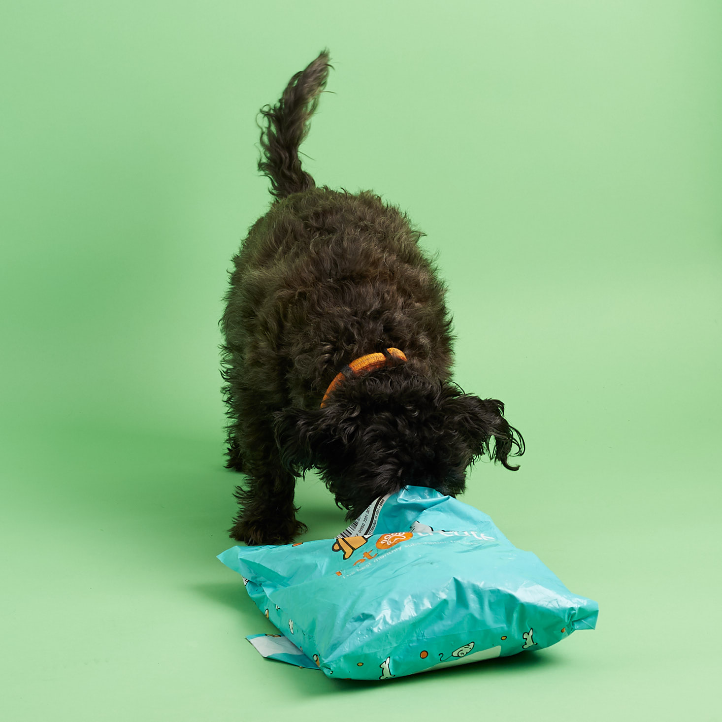 Mini Monthly Mystery Box For Dogs Subscription Review – March 2018