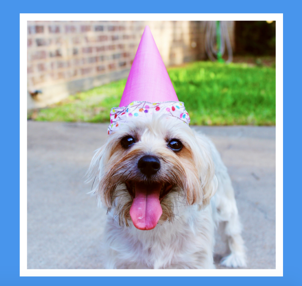 PetPlate National Pet Day Coupon – Save an Extra 25%!