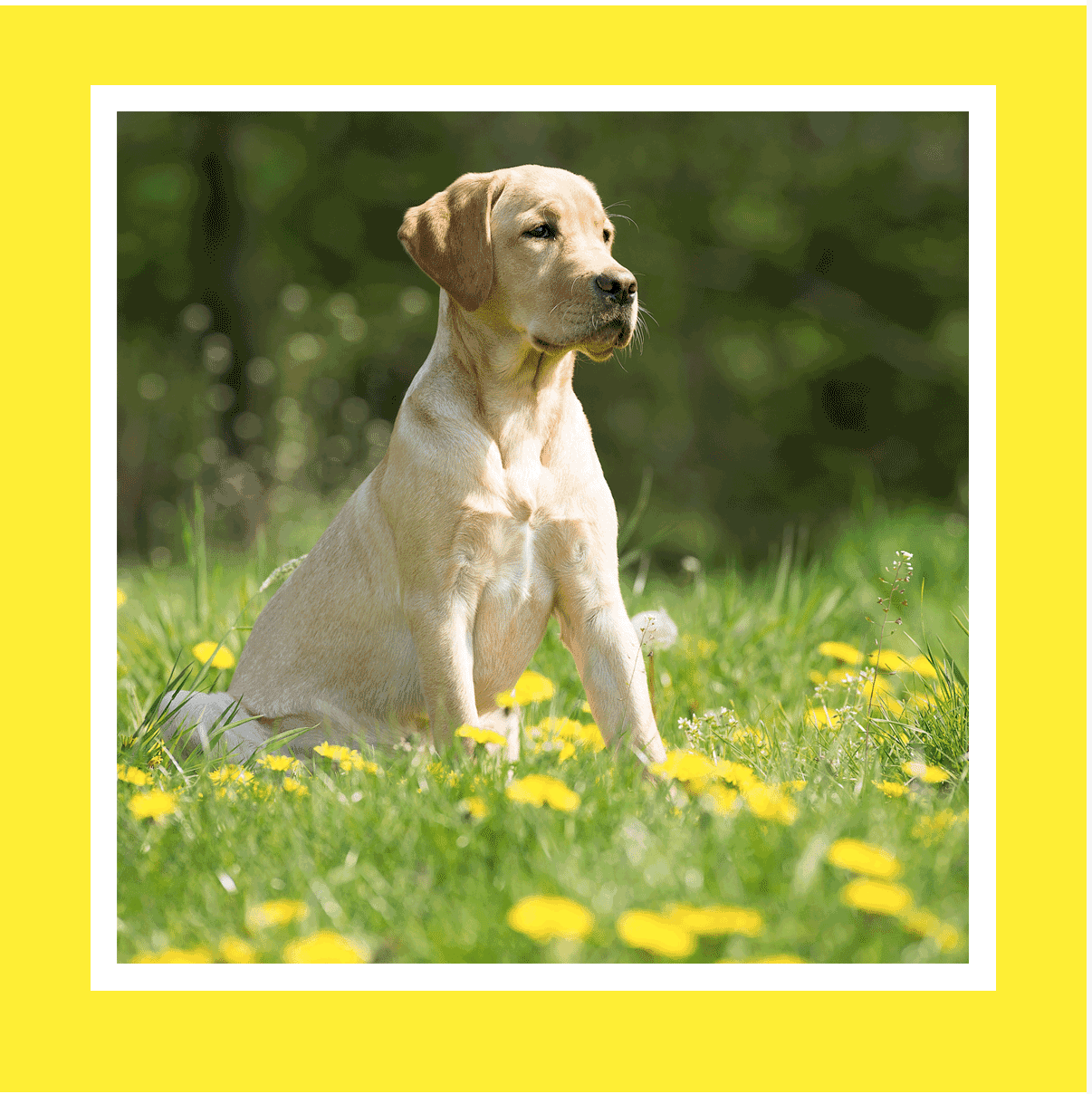 PetPlate Coupon – Save an Extra 35%!