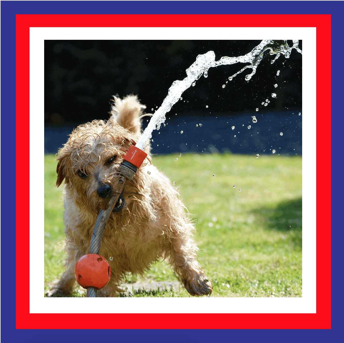Last Day! PetPlate Coupon – Save an Extra 30% Off Your First Box!