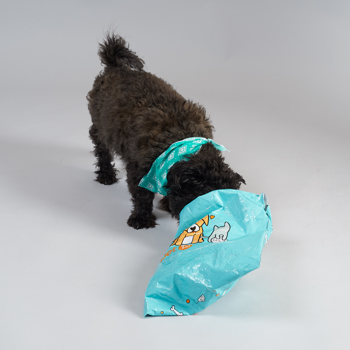 Mini Monthly Mystery Box For Dogs Subscription Review – June 2018
