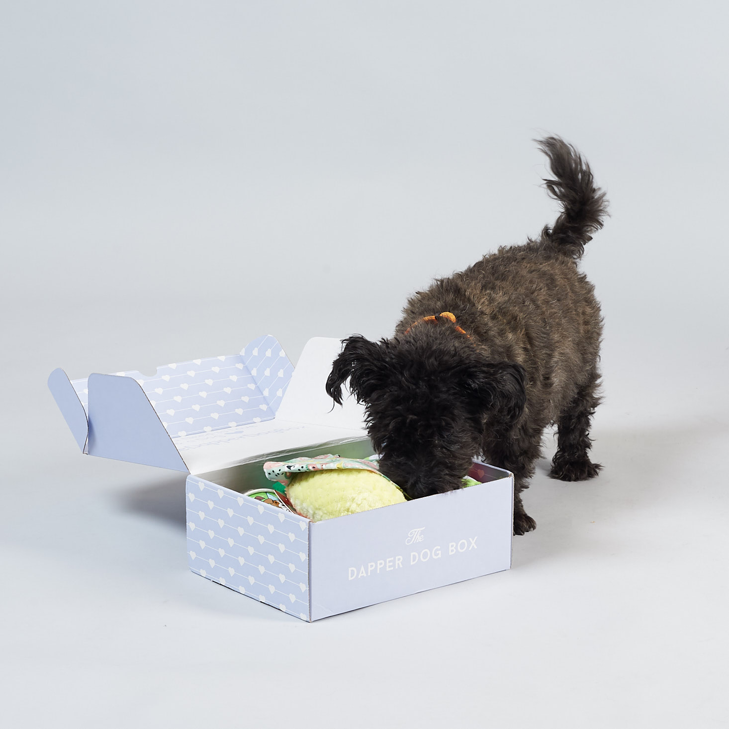 The Dapper Dog Box Review + 10% Off Coupon – August 2018