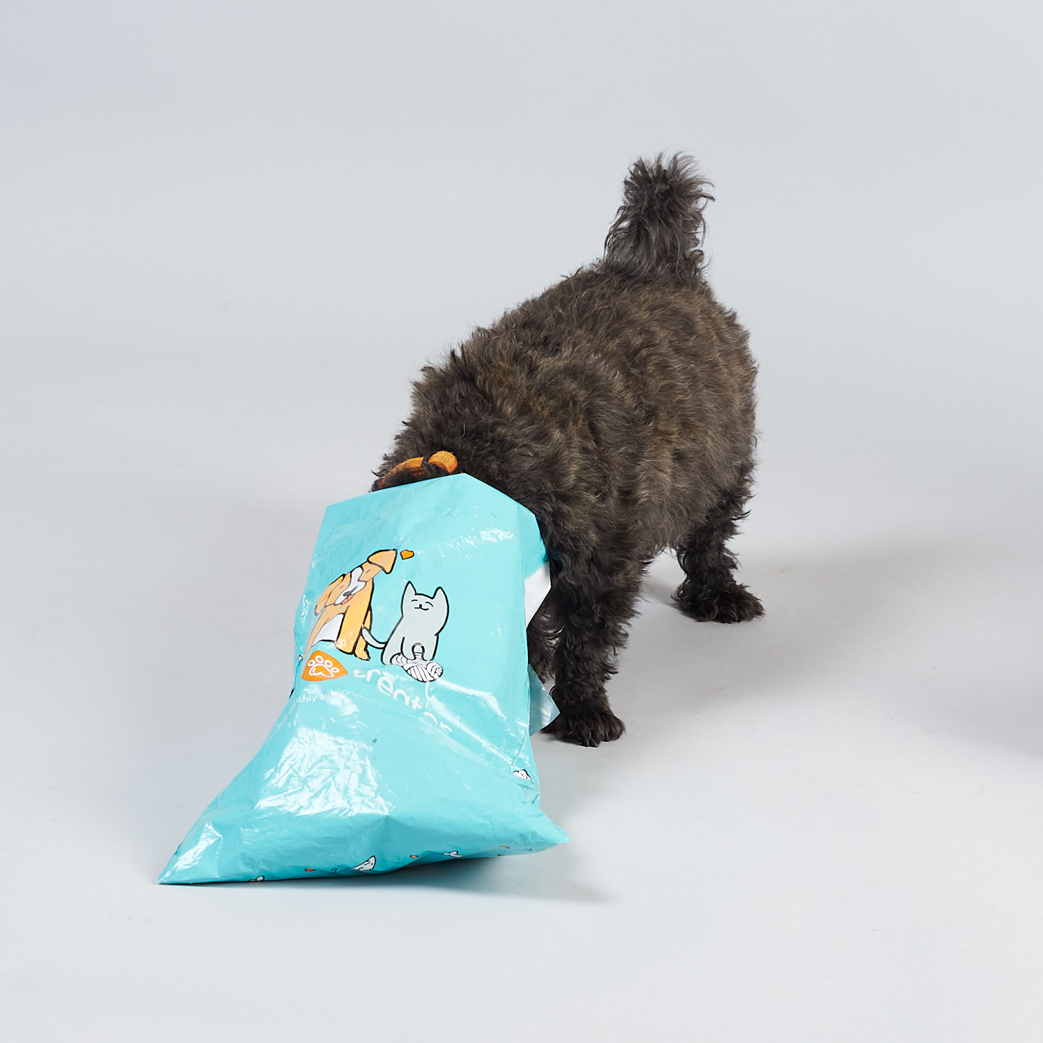 Mini Monthly Mystery Box For Dogs Subscription Review – August 2018