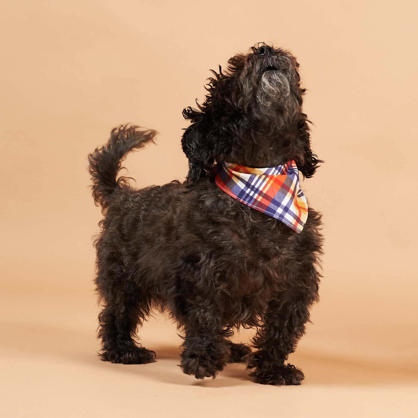 The Dapper Dog Box Review + 10% Off Coupon – September 2018