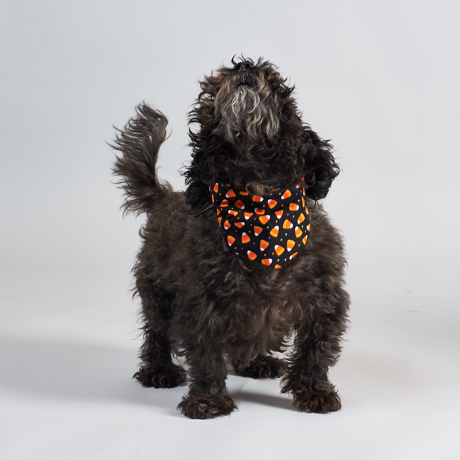 Canine Compassion Bandanas Review + First Month Free – October 2018