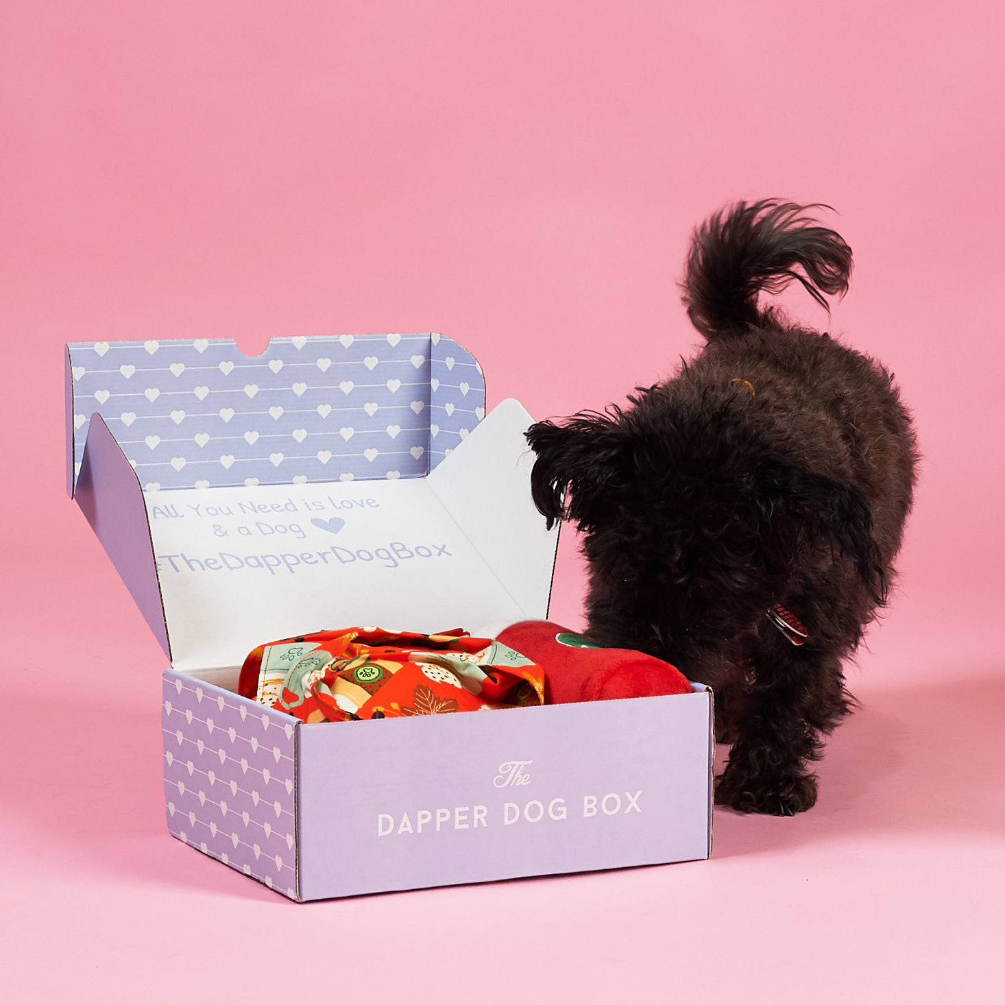 The Dapper Dog Box Review + 10% Off Coupon – October 2018