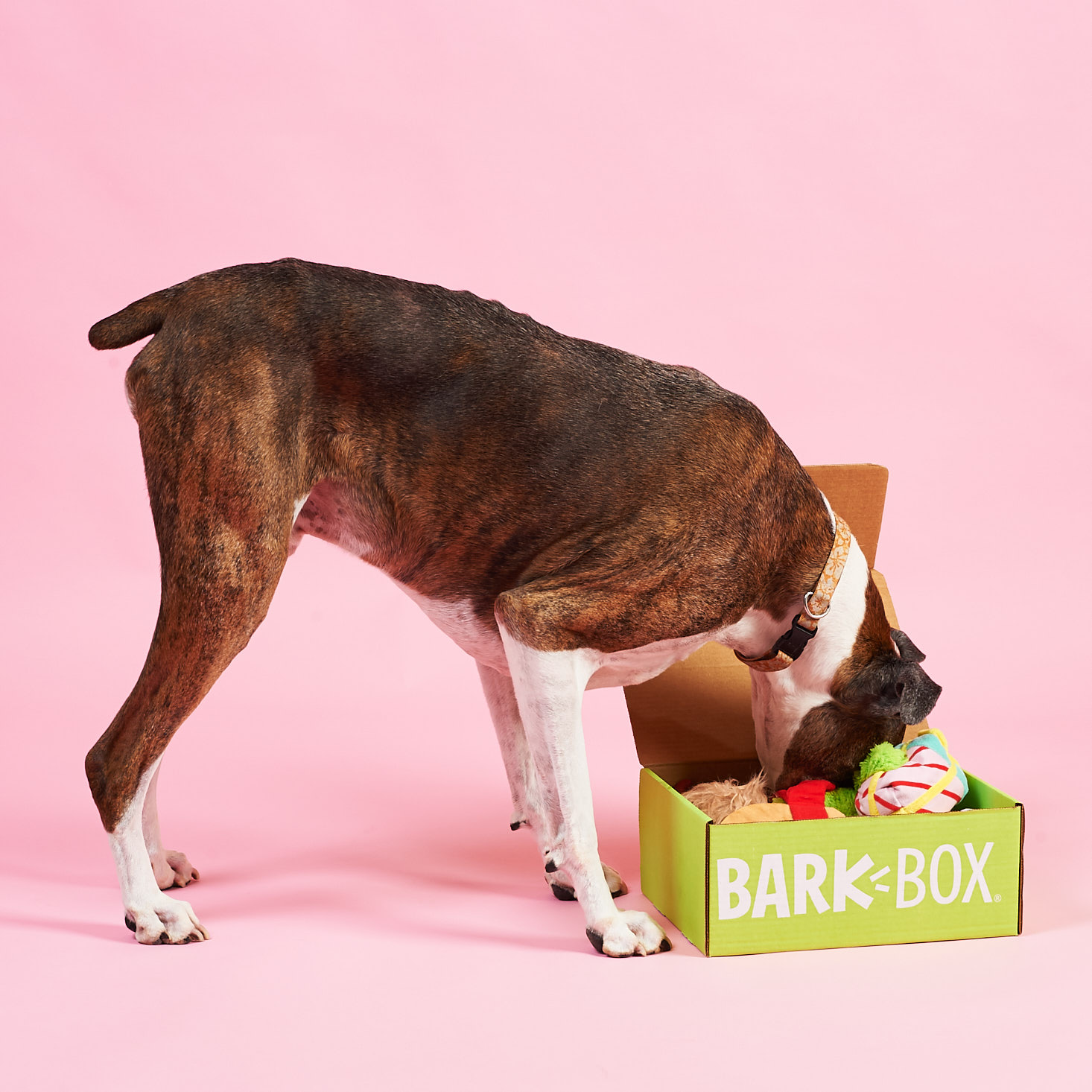 BarkBox for Large Dogs Box Review + Coupon – November 2018