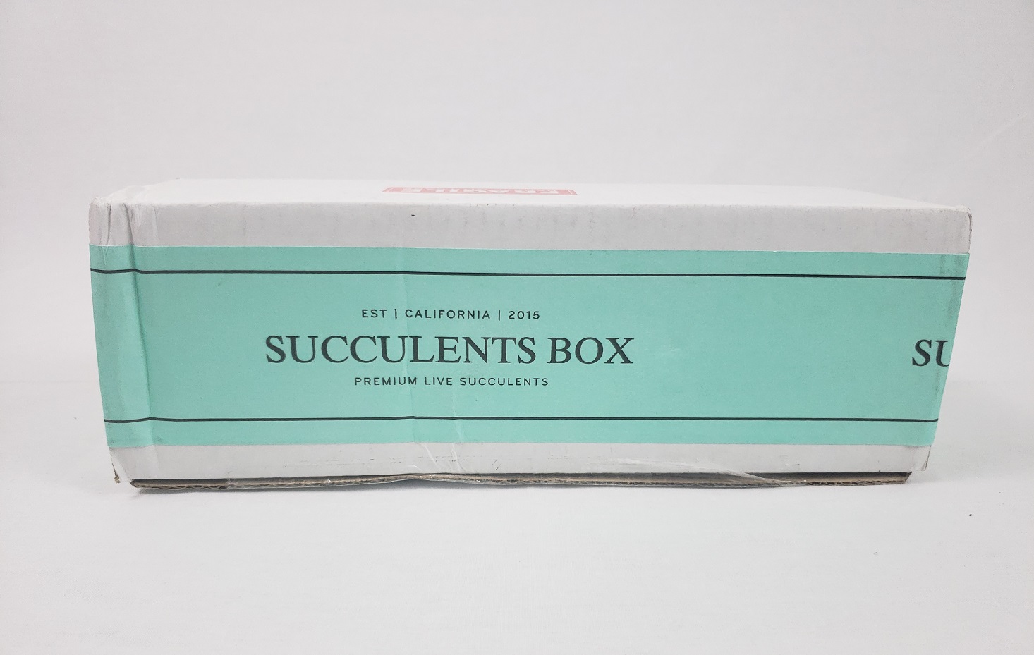 Succulents Box Plant Subscription Review – November 2018