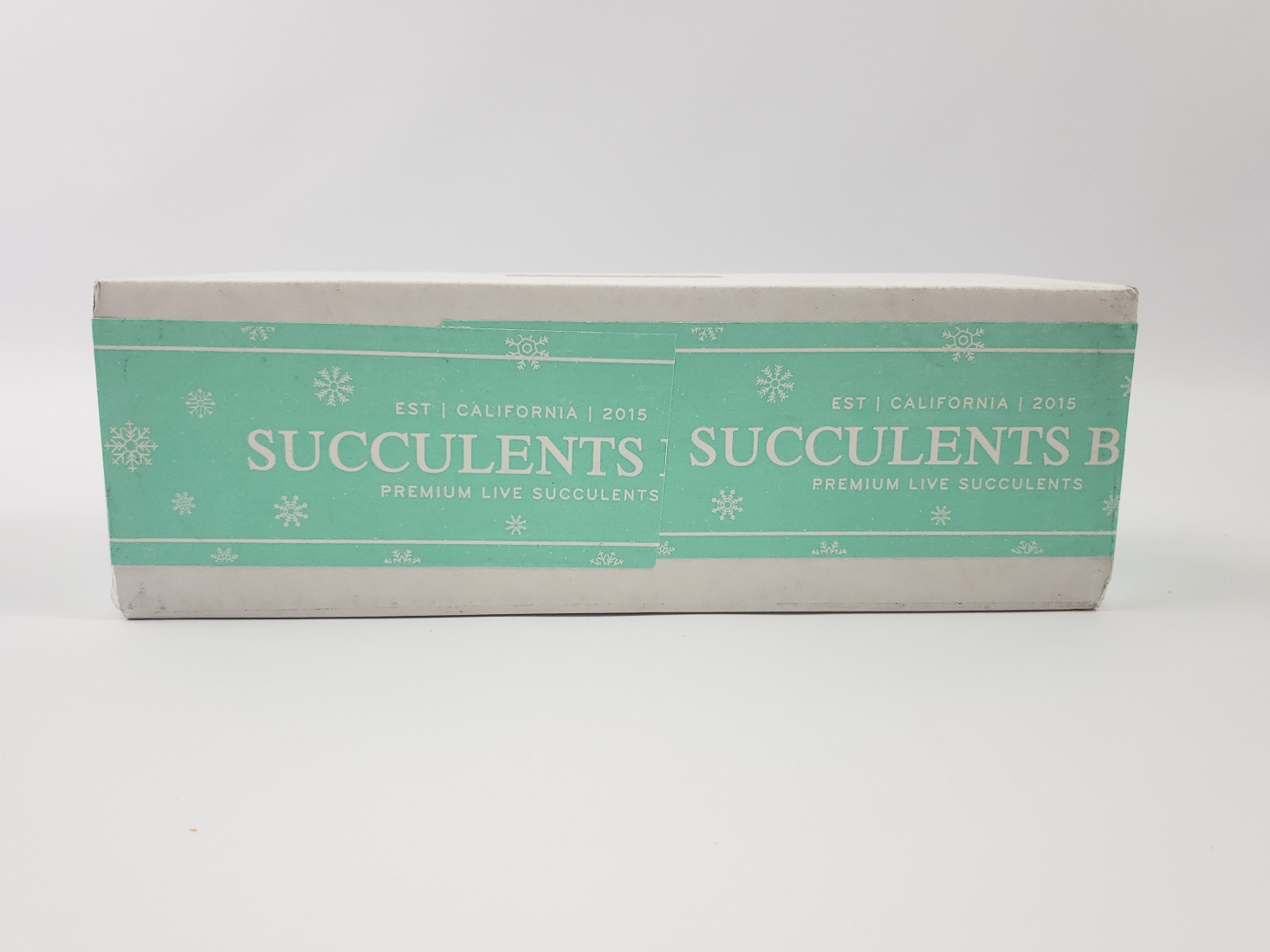Succulents Box Plant Subscription Review – December 2018