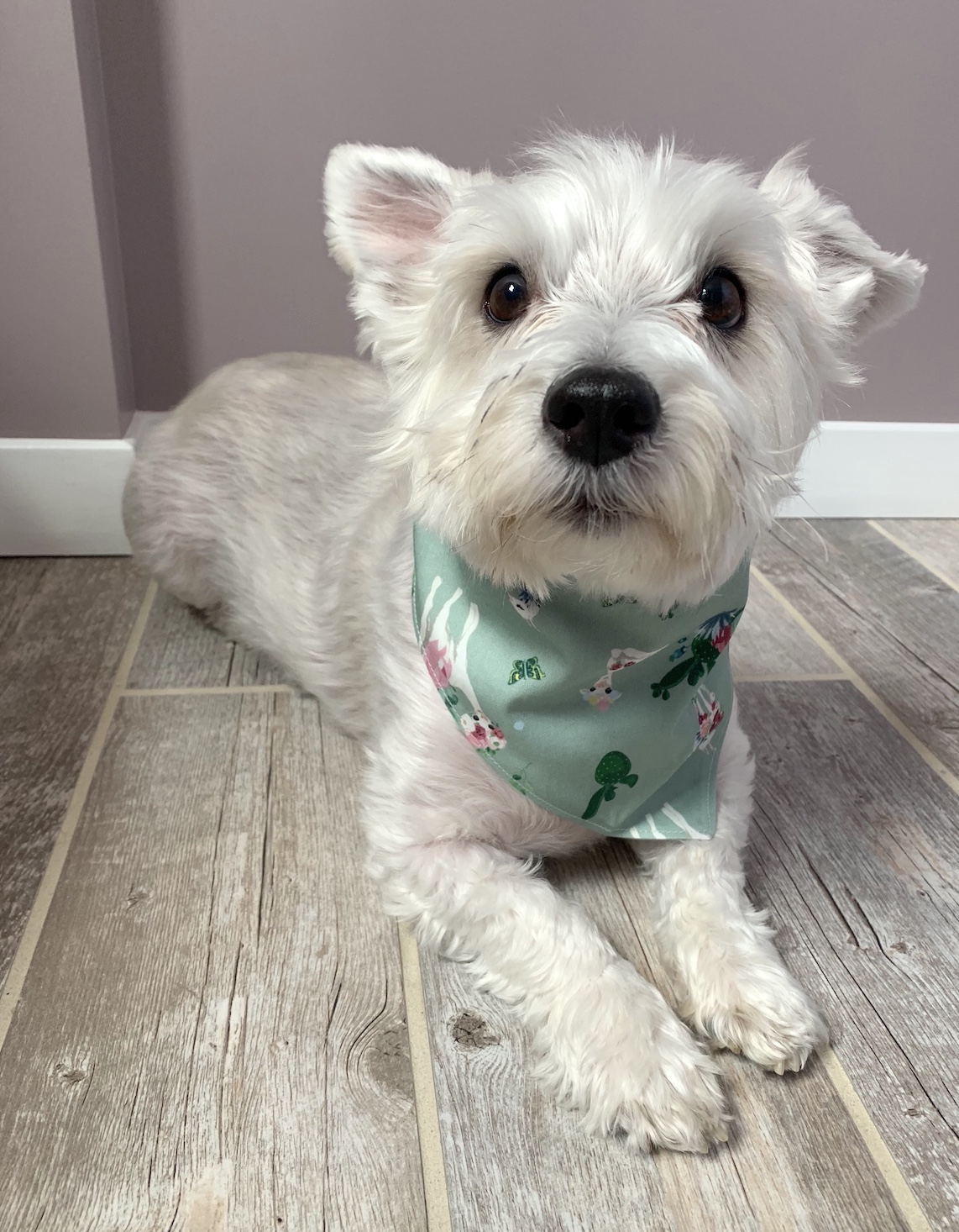 The Dapper Dog Box Review + 10% Off Coupon – April 2019