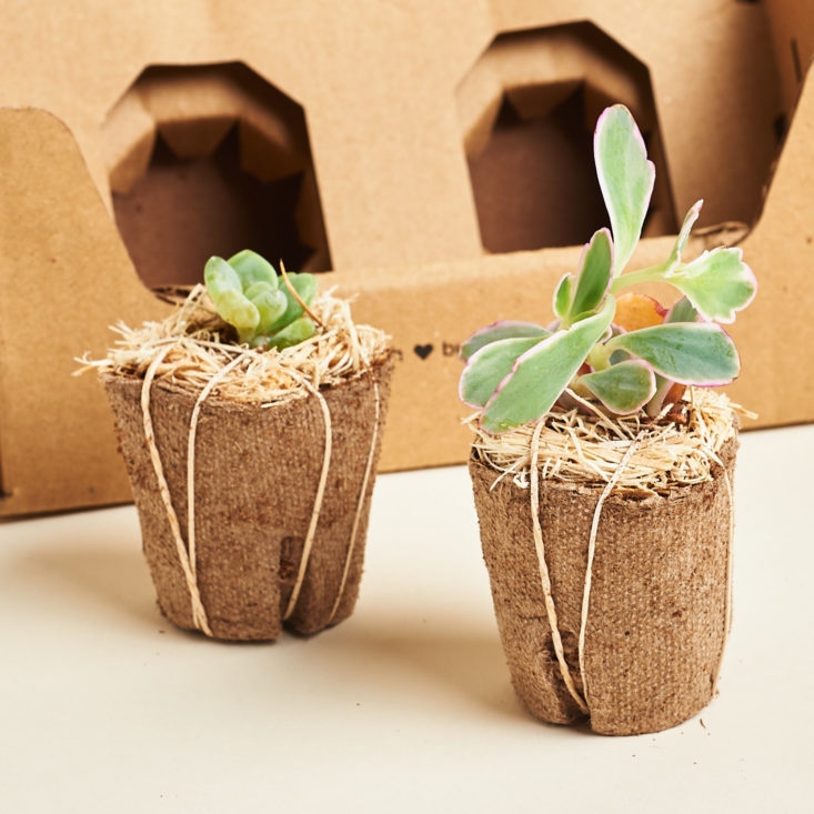 Succulent Studios plant subscription review plant pair
