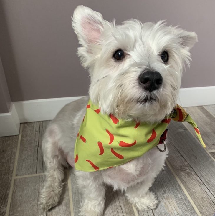 The Dapper Dog Box Review + Coupon – May 2019