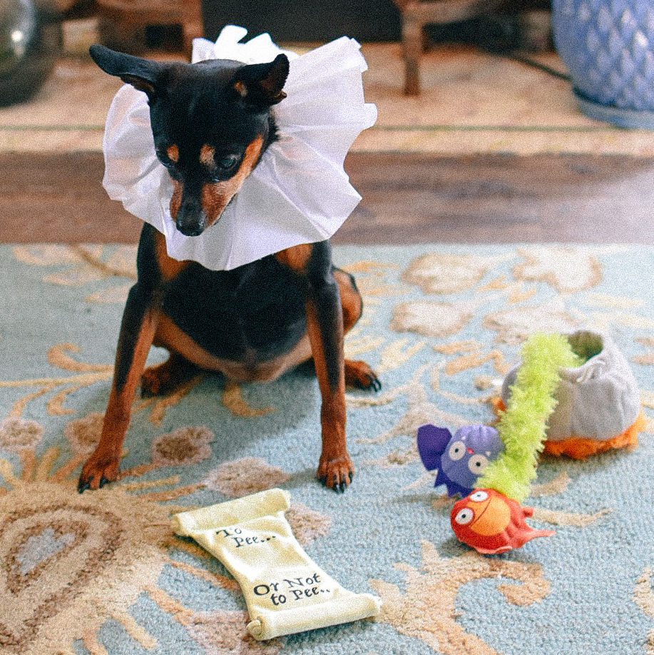 BarkBox