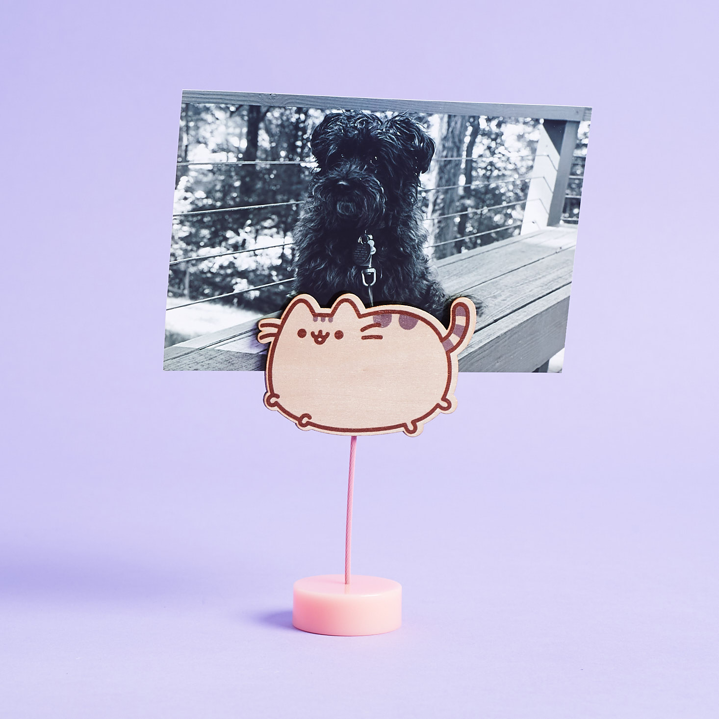 Pusheen Photo Holder with photo of buckles clipped on