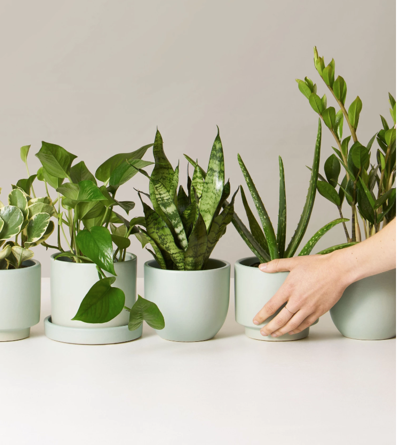 The Sill Plant Subscription – Should We Review It?