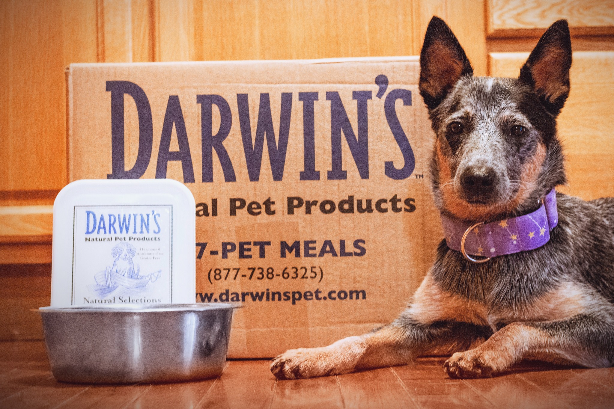 The 13 Best Dog Food Subscription Boxes of 2023 Readers' Choice