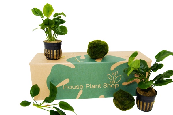 Aquatic Plant Box – Should We Review It?