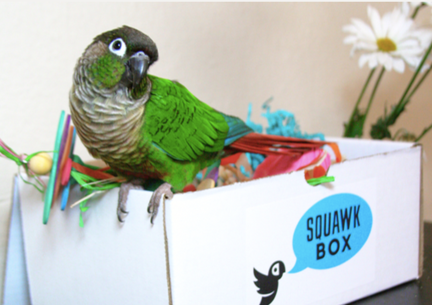 Squawk Box – Should We Review It?