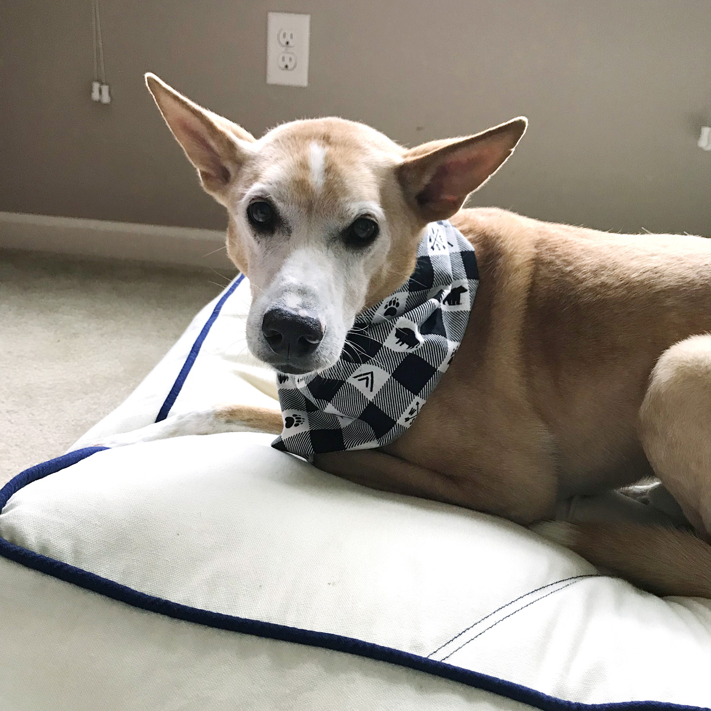 Pet Treater Dog November 2019 Bandana On