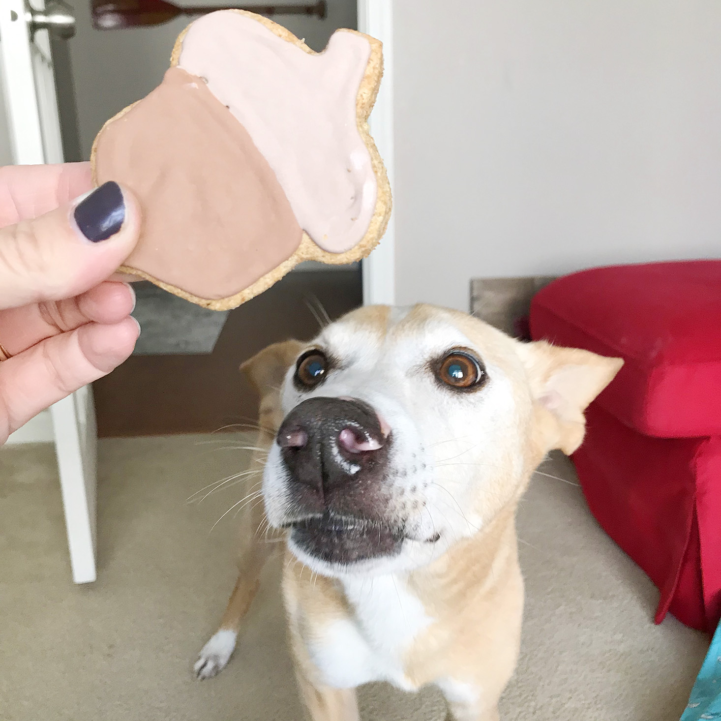 Pet Treater Dog November 2019 Cookie Eating