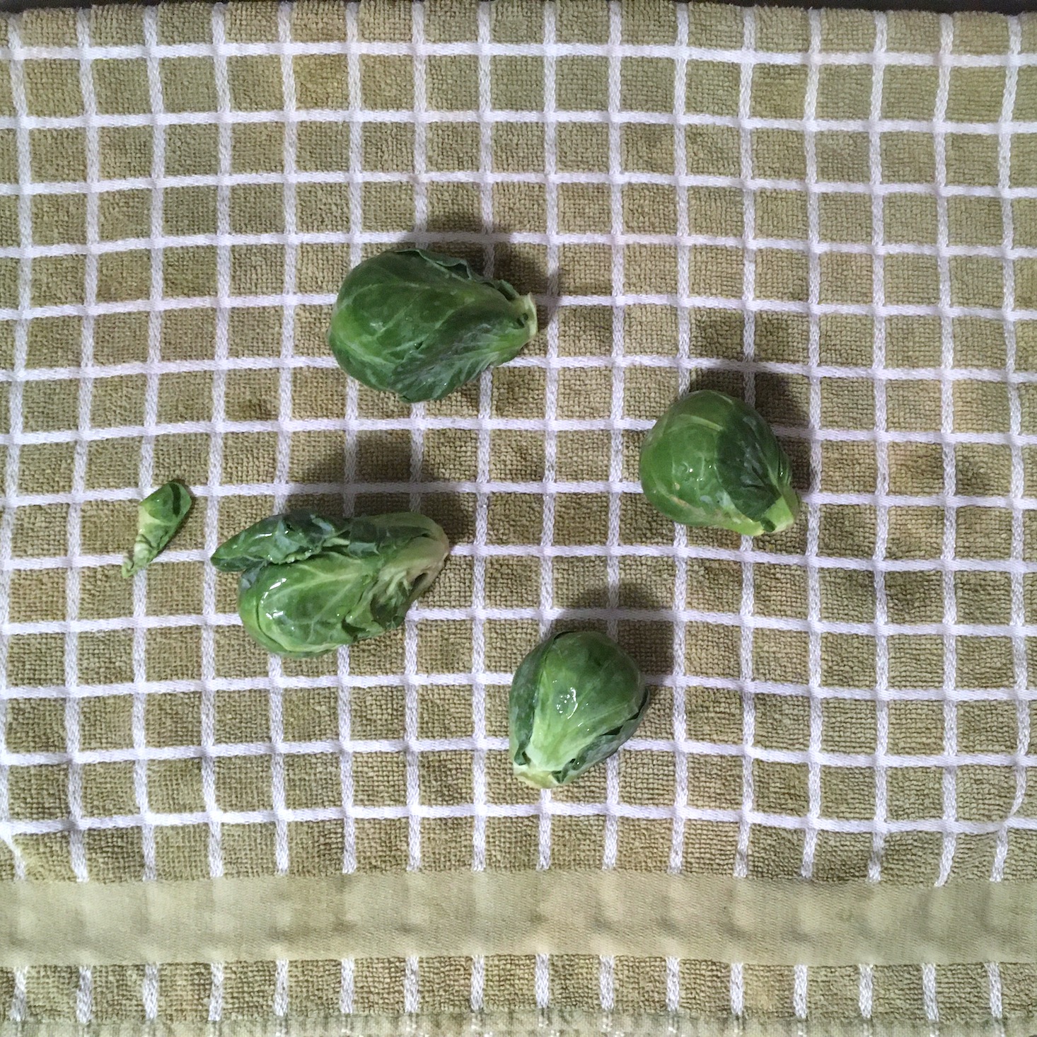 sprouts drying on kitchen towel