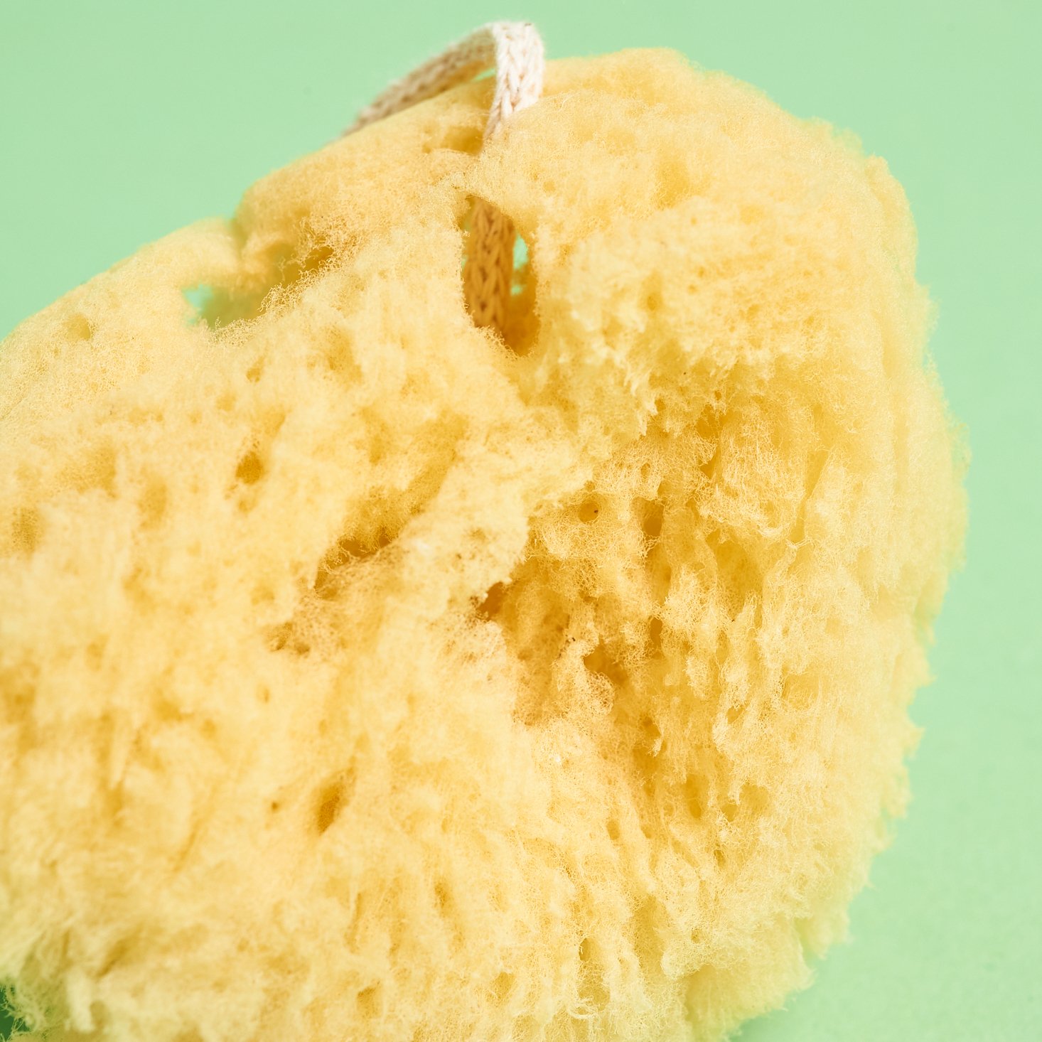 close up of Public Goods Sea Sponge