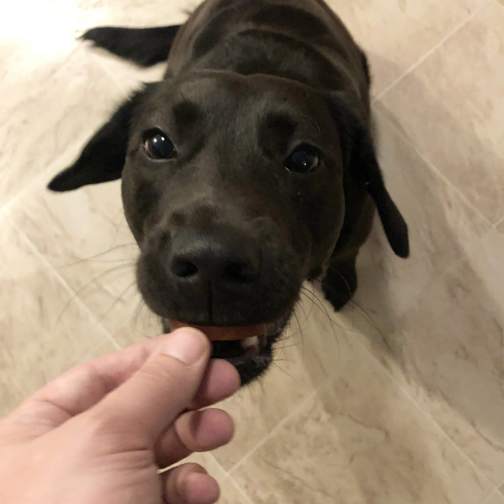 PupBox Puppy Box March 2020 Arch Treat Nom