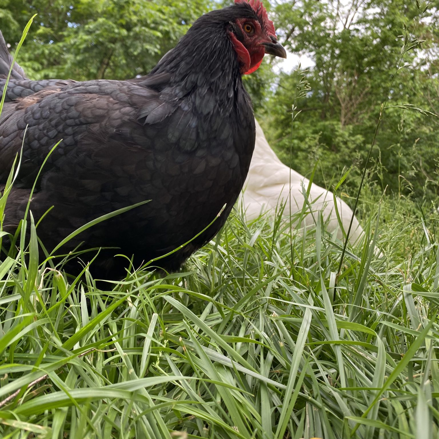 Henny+Roo Chicken Subscription Review - May 2020 | MSA
