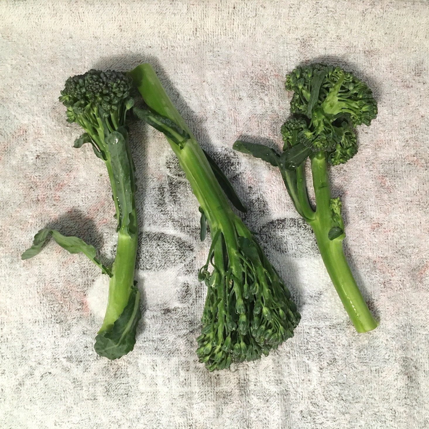 tomato shrimp pasta broccolini washed and dried on kitchen towel