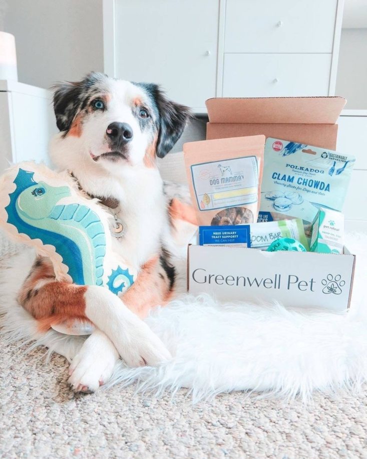 Soft gray, white, and tan dog with its frontpaws crossed next to an open Greenwell Pet CBD subscription box.