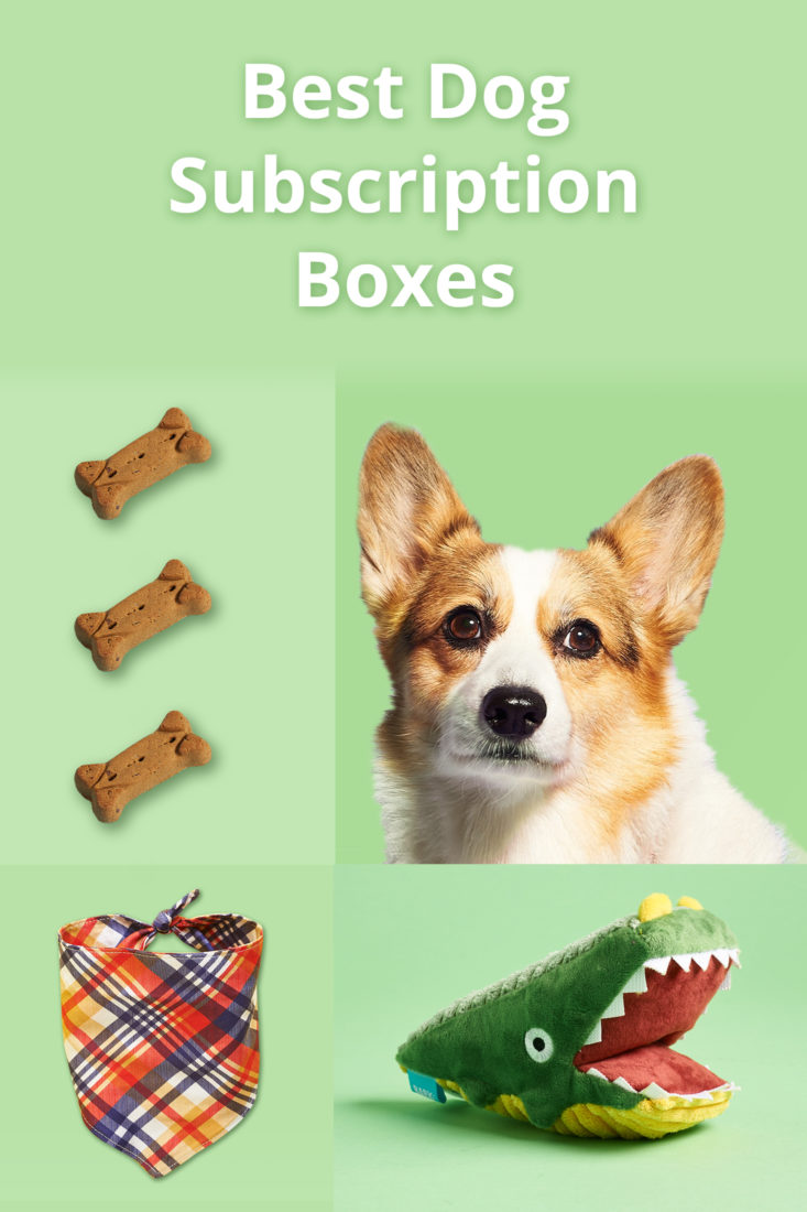 Dog Boredom - Bullymake Box - A Dog Subscription Box For Power