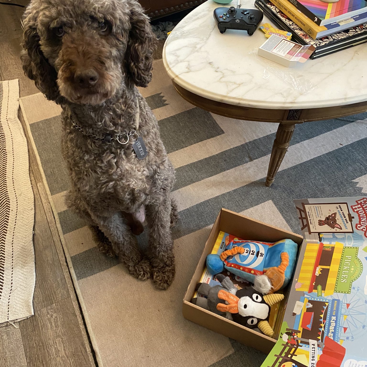 BarkBox Review + Coupon August 2020 MSA