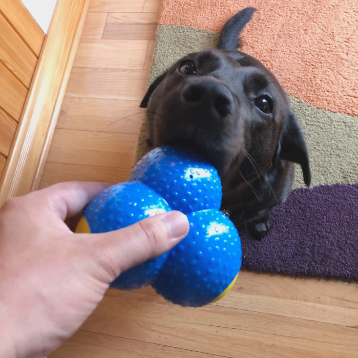 PupBox August 2020 Arch Ball Snoot