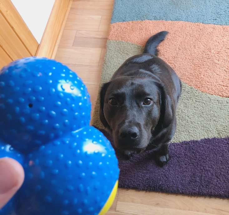 PupBox August 2020 Arch Ball Stare