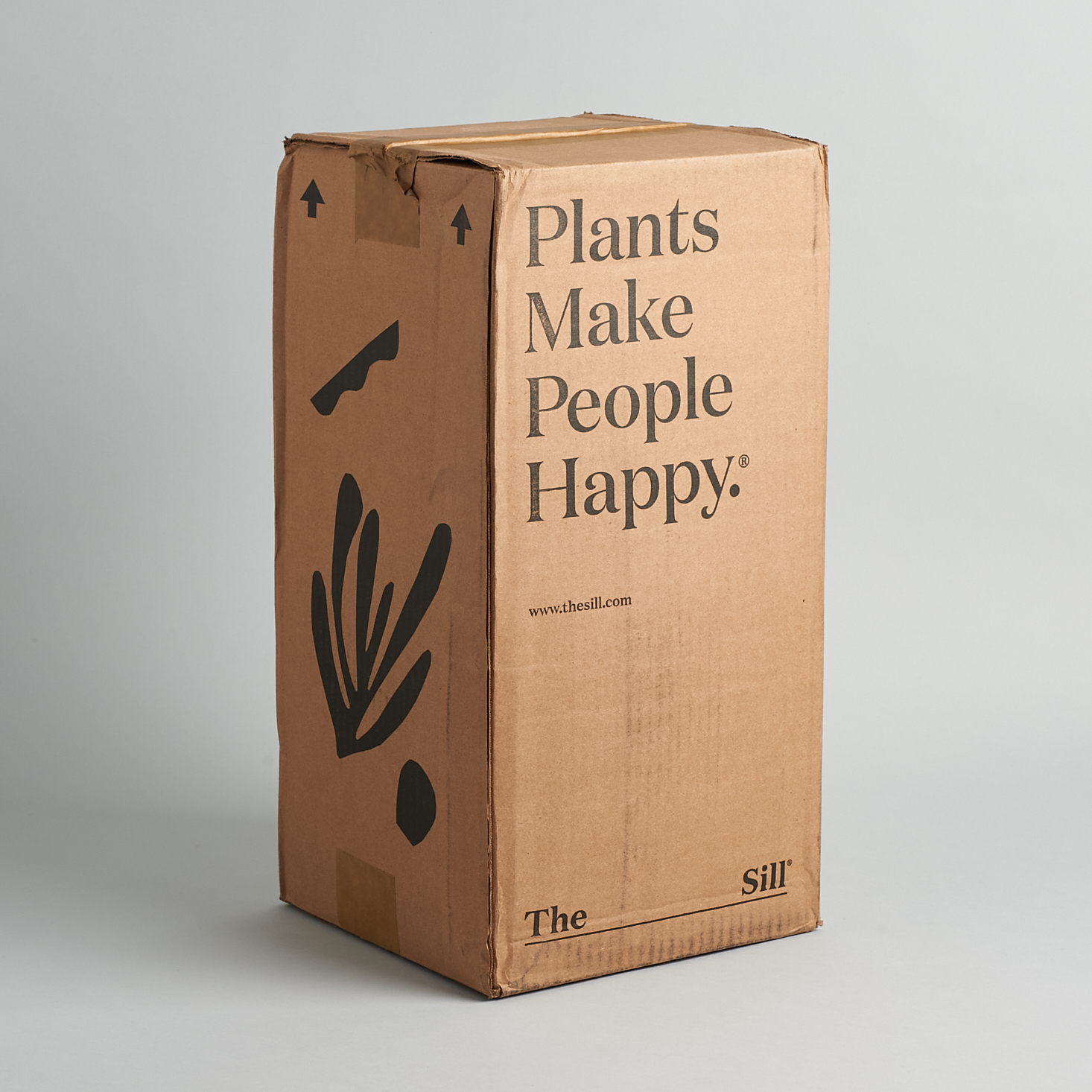 The Sill Medium Plant Subscription Box Review – August 2020