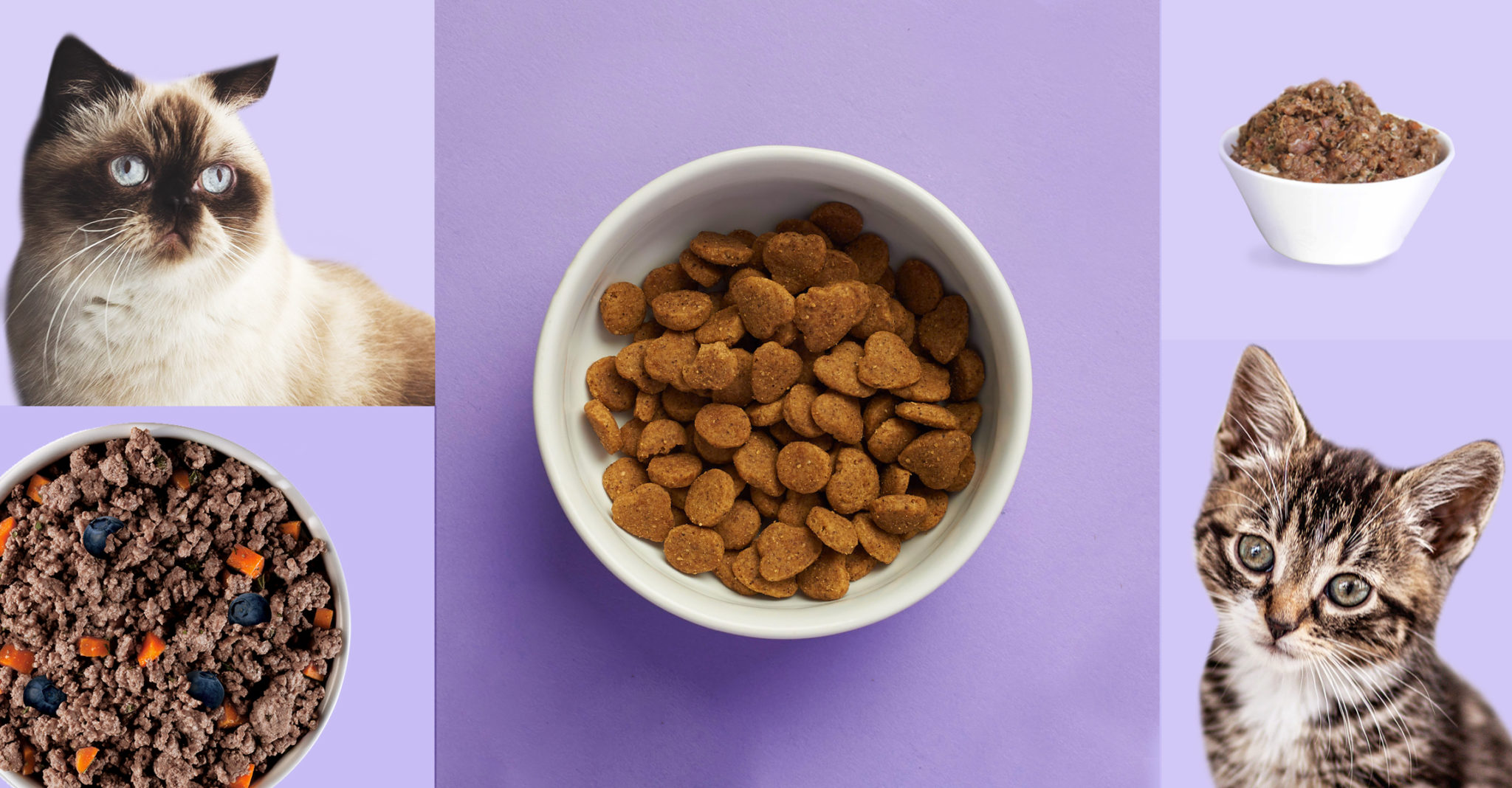 The 7 Best Cat Food Subscriptions | MSA