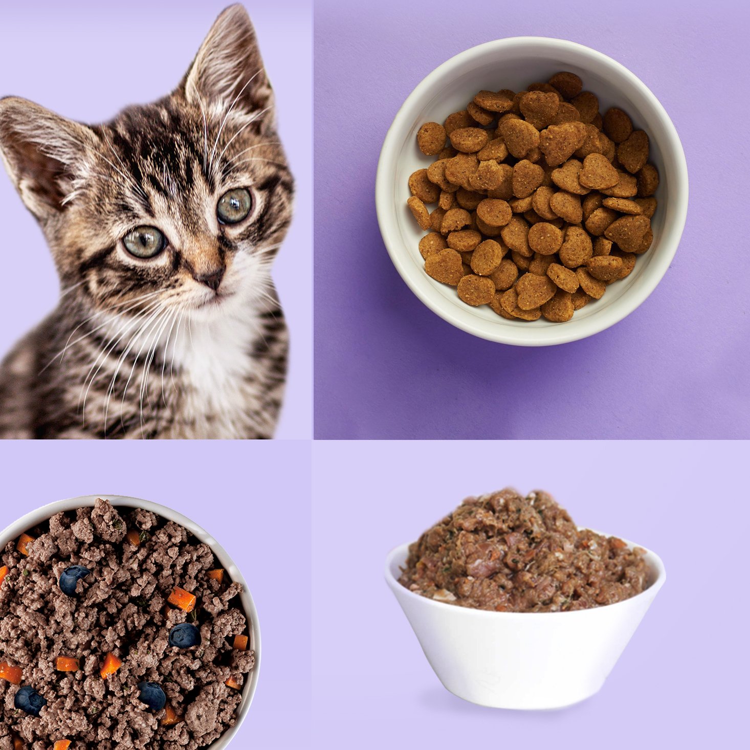 The 7 Best Cat Food Subscription Boxes – 2023 Readers’ Choice Awards