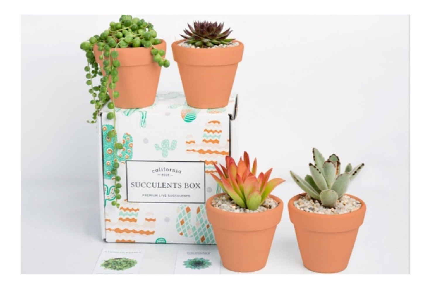 Succulents Box Black Friday Deal – 25% Off All Orders!