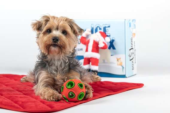 BoxDog Cyber Monday Deals – Free Box, Free Santa Toy, and $1 Toys!