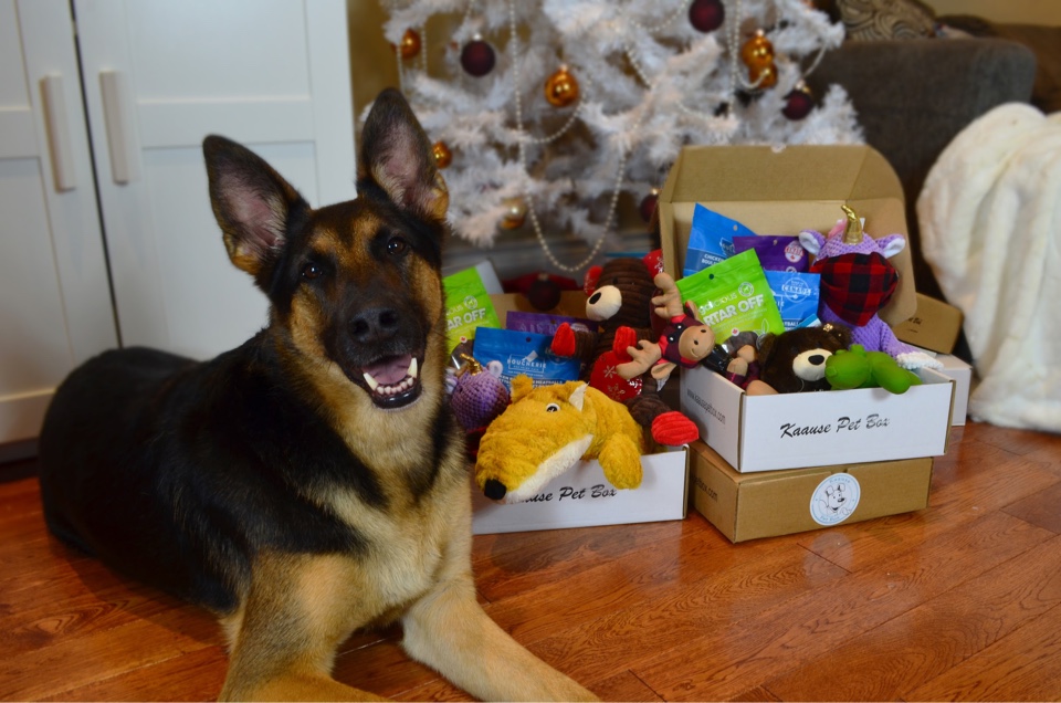 Kaause Pet Box Black Friday Deal – First Box Free With Annual Subscription!